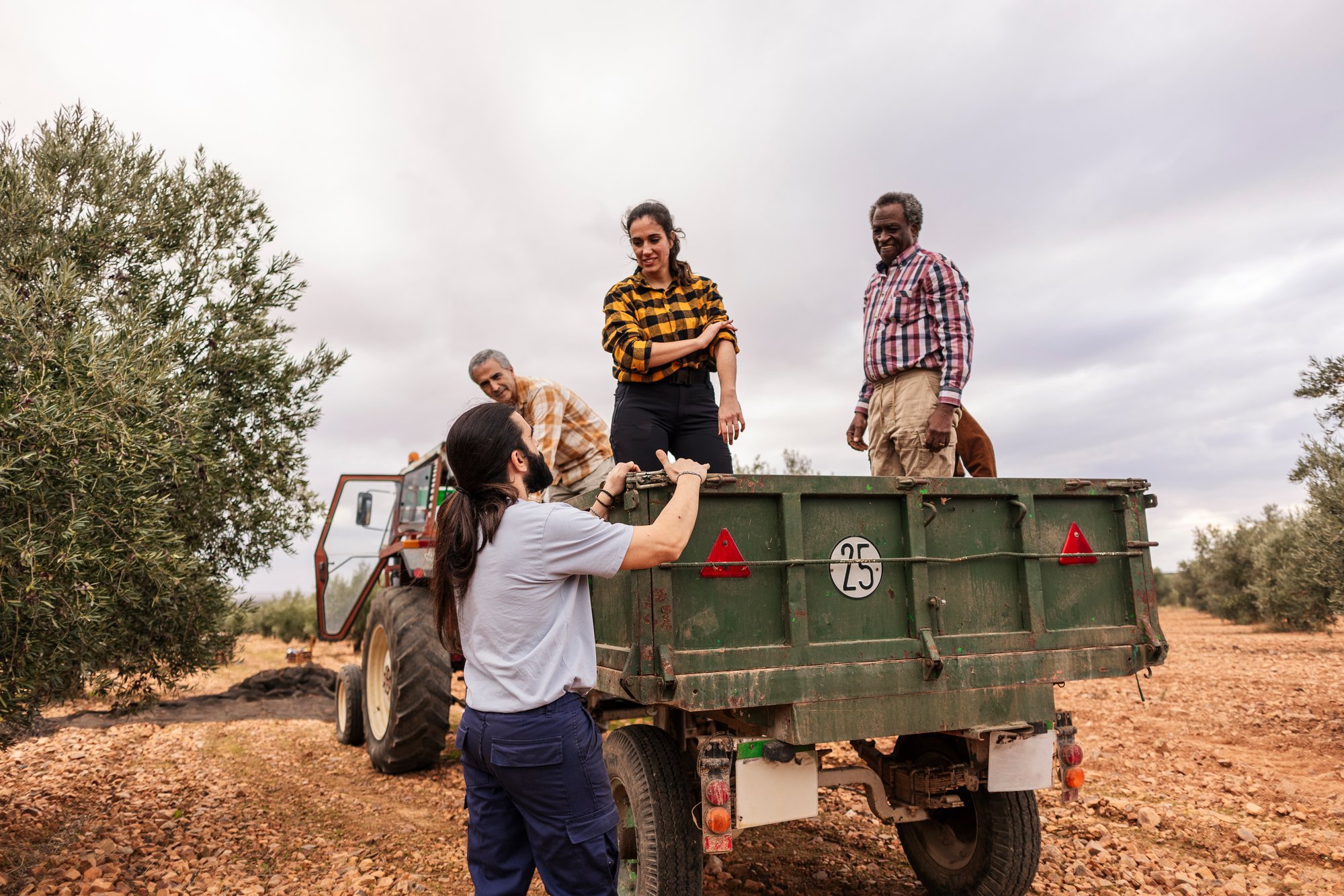 farmers-harvesting-olives-in-olive-grove-with-trac-2024-11-06-22-24-42-utc