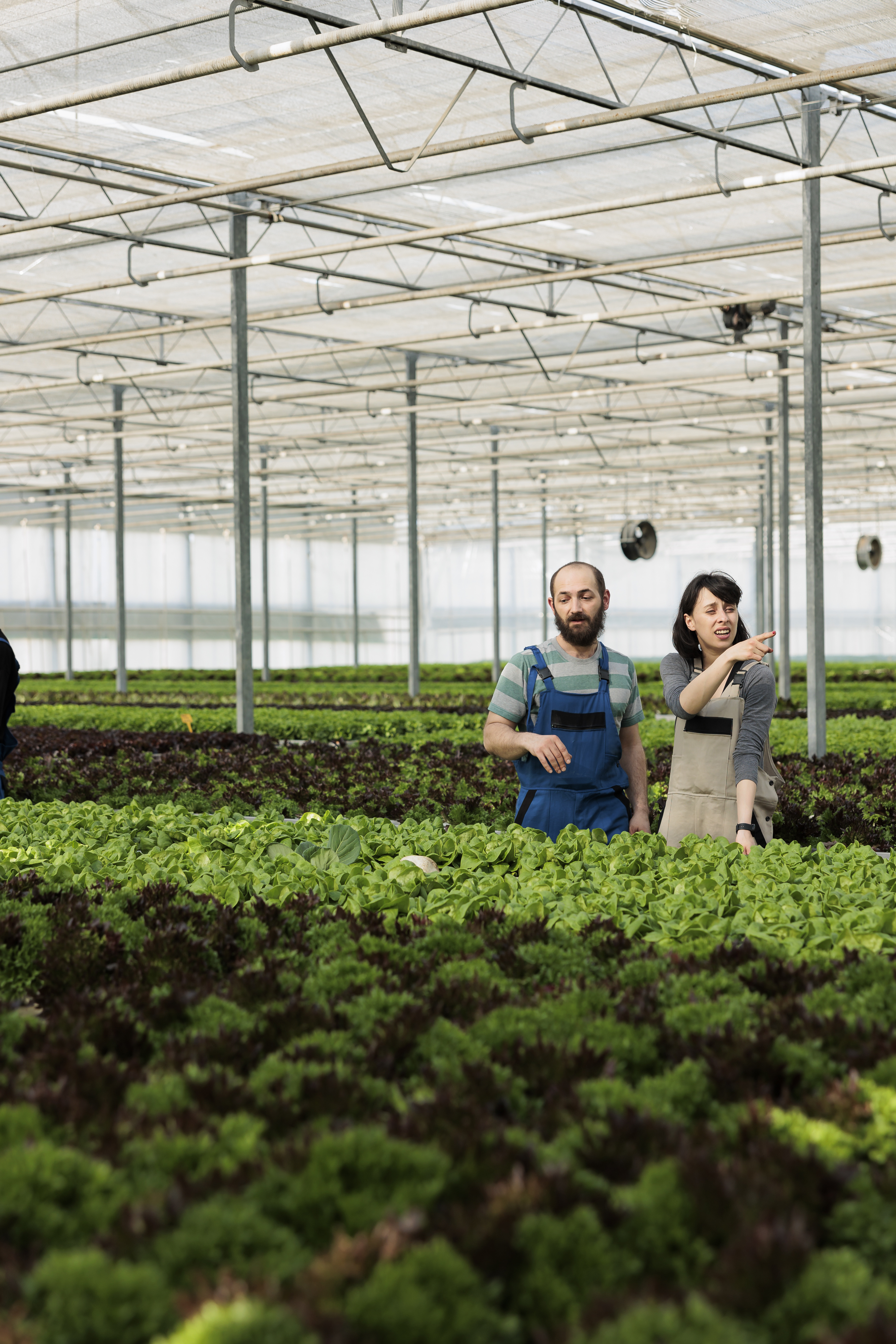 man-and-woman-cultivating-salad-in-hydroponic-envi-2023-11-27-05-32-35-utc